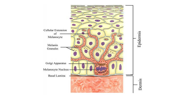 mélanocytes peau noire