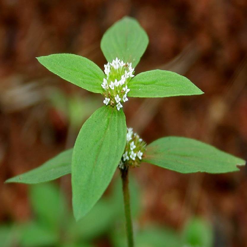 Borreria Verte Afroya Pharmacopée Africaine Inoya