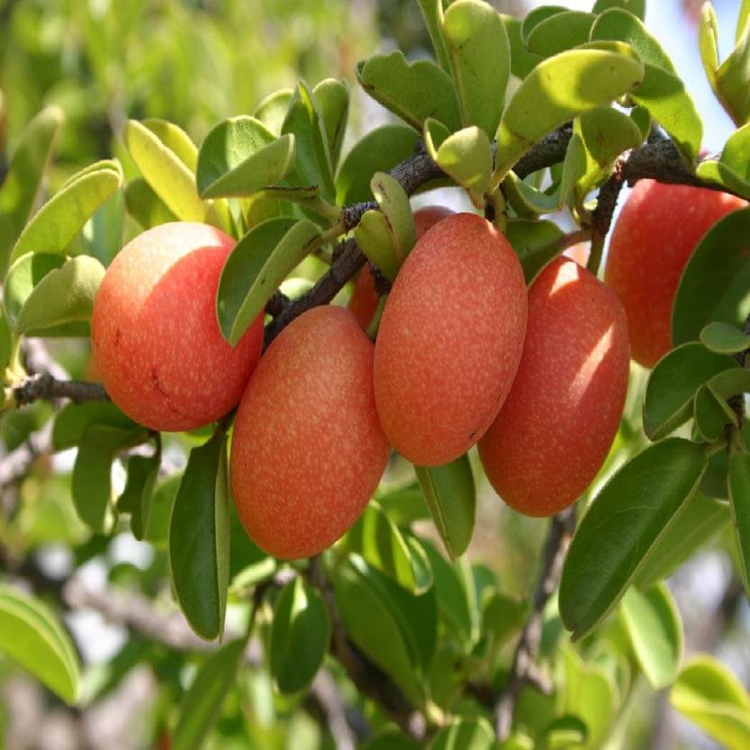 Ximenia Fruit
