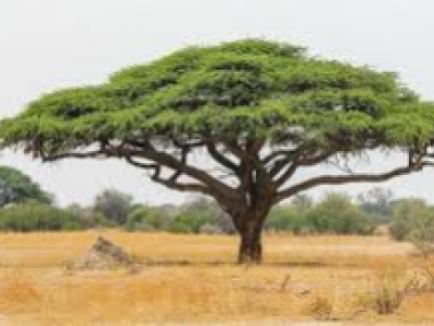 Acacia Senegal: Benefits for Black, Mixed and Dark Skin